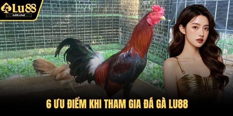 Đá Gà LU88 – Thăng Hoa Cảm Xúc Cùng Trận Chiến Đỉnh Cao 6 ưu điểm khi tham gia đá gà LU88