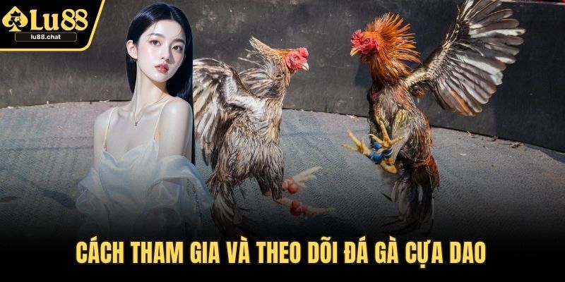 Đá Gà Cựa Dao – Cuộc Chiến Tốc Độ Và Sức Mạnh Mãn Nhãn Cách tham gia và theo dõi đá gà cựa dao