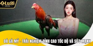 Đá Gà Mỹ – Trải Nghiệm Đỉnh Cao Tốc Độ Và Sức Mạnh