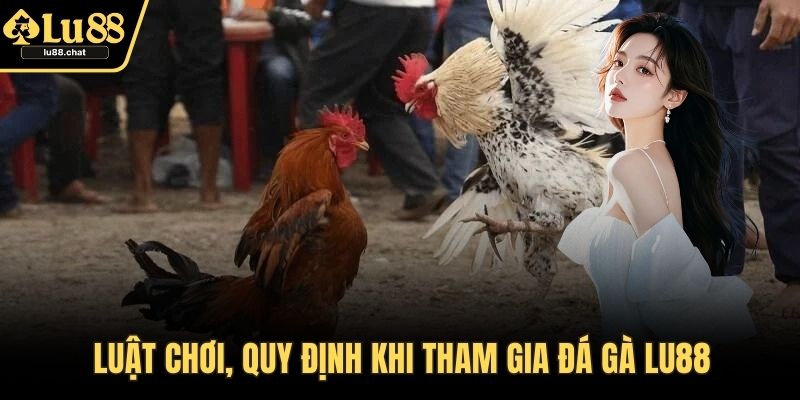 Đá Gà LU88 – Thăng Hoa Cảm Xúc Cùng Trận Chiến Đỉnh Cao Luật chơi, quy định khi tham gia đá gà LU88