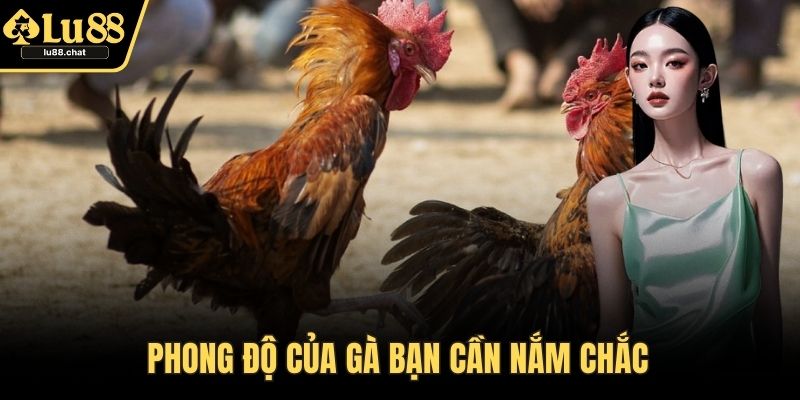 Đá Gà Cựa Sắt – Bí Quyết Đỉnh Cao Cho Mọi Cao Thủ Phong độ của gà bạn cần nắm chắc