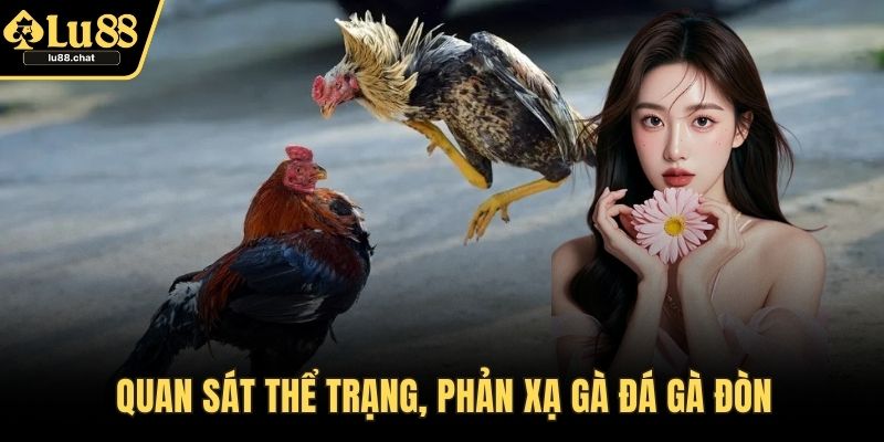 Đá Gà Đòn – Sân Chơi Kịch Tính Với Đòn Thế Hiểm Hóc Quan sát thể trạng, phản xạ gà đá gà đòn